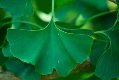 Ginkgo biloba 'Pragensis' - jinan dvoulaločný - list